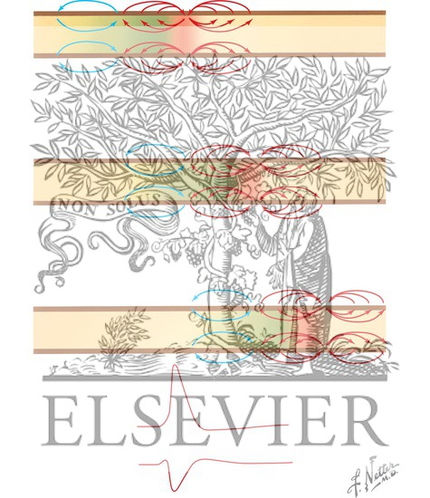 Watermarked preview of unlabeled image: Propagation of the Action Potential