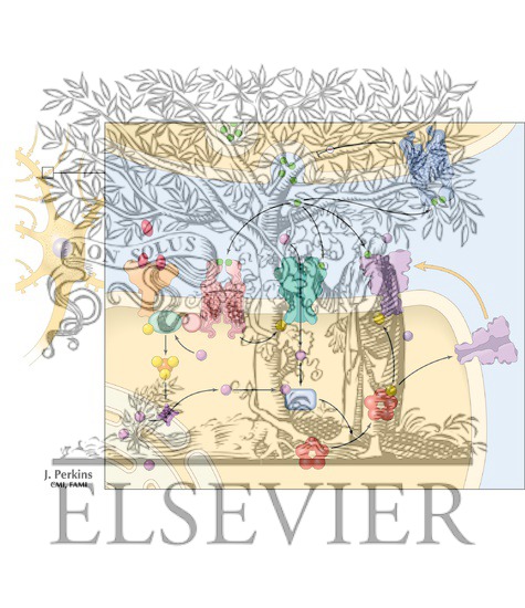 Watermarked preview of unlabeled image: Neuronal Signal Transduction: Local Regulation of Synaptic Strength at an Excitatory Synapse