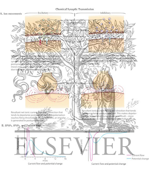 Graded Potentials in Neurons