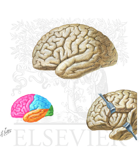 Watermarked preview of unlabeled image: Surface Anatomy of the Forebrain: Lateral View
