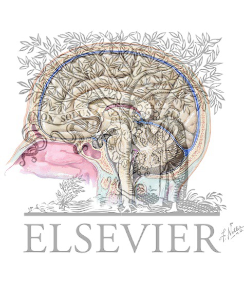 Anatomy of the Medial (Midsagittal) Surface of the Brain in Situ