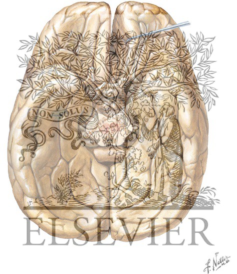 Anatomy of the Basal Surface of the Brain, with the Brain Stem and -Cerebellum Removed