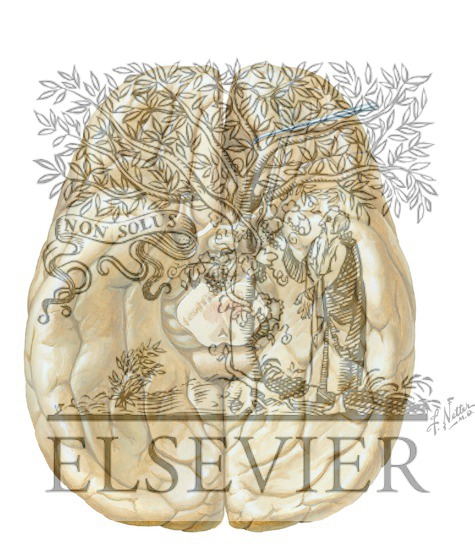 Watermarked preview of unlabeled image: Basal Surface of the Brain: Functional Areas and Brodmannï¿½ï¿½ï¿½s Areas