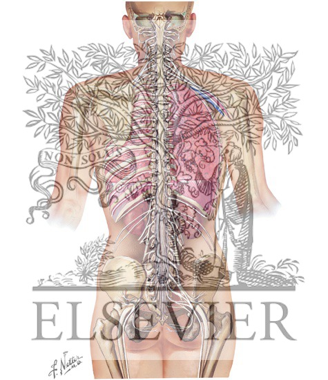 Spinal Cord: Gross Anatomy In Situ