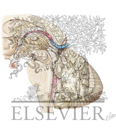 Anatomy of the Fourth Ventricle: Lateral View
