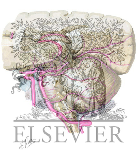 Watermarked preview of unlabeled image: Vertebrobasilar Arterial System