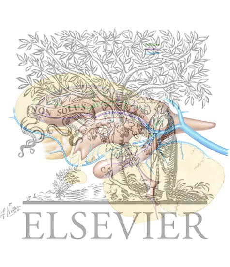 Deep Venous Drainage of the Brain: Relationship to the Ventricles