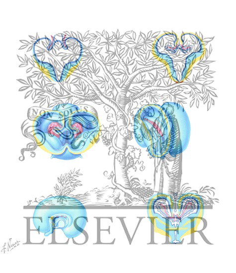 Watermarked preview of unlabeled image: Forebrain Development: 7 Weeks through 3 Months