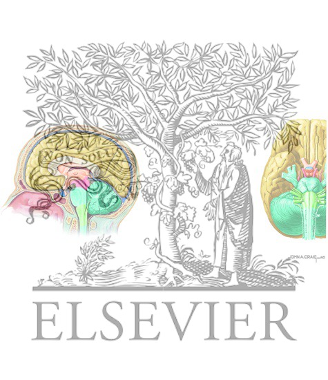 Adult Derivatives of the Forebrain, Midbrain, and Hindbrain