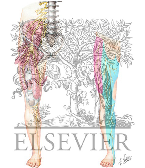 Watermarked preview of unlabeled image: Femoral and Lateral Femoral Cutaneous Nerves