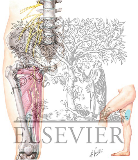 Obturator Nerve