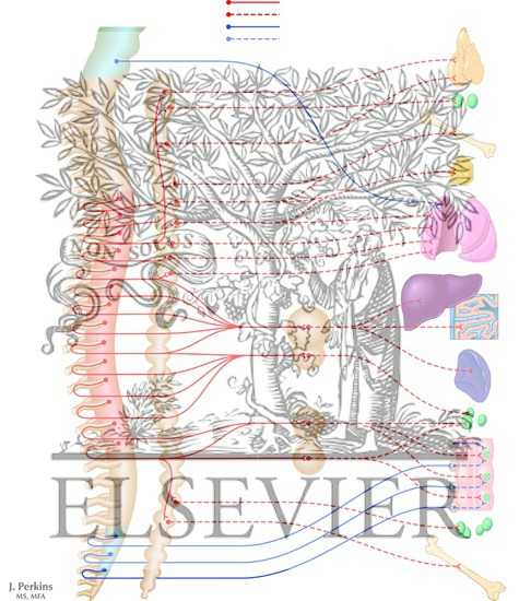 Watermarked preview of unlabeled image: Autonomic Innervation of the Immune System and Metabolic Organs