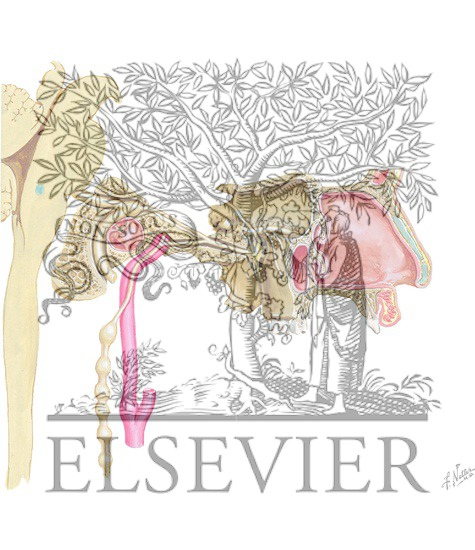 Watermarked preview of unlabeled image: Autonomic Innervation of the Nasal Cavity