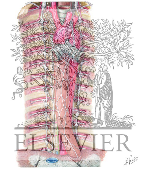 Thoracic Sympathetic Chain and Splanchnic Nerves