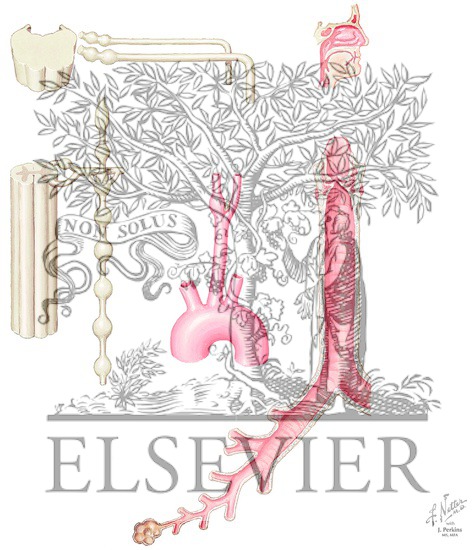 Watermarked preview of unlabeled image: Innervatin of the Tracheobronchial Tree