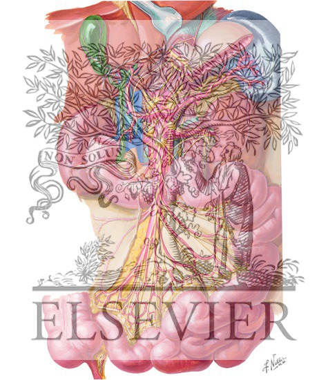Watermarked preview of unlabeled image: Nerves of the Small Intestine