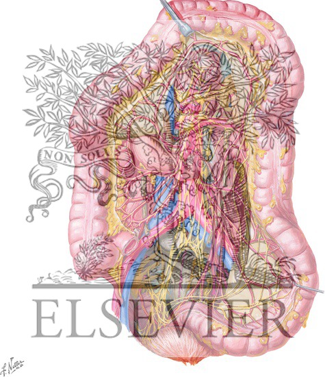 Watermarked preview of unlabeled image: Nerves of the Large Intestine