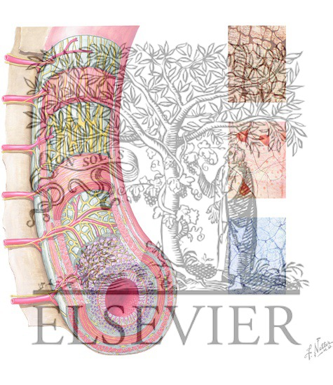 Watermarked preview of unlabeled image: Enteric Nervous System: Longitudinal View
