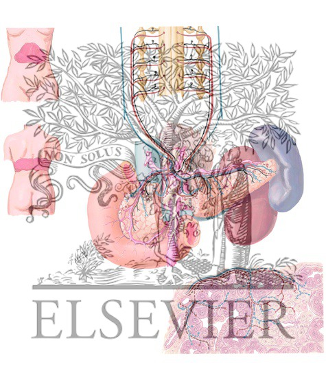 Watermarked preview of unlabeled image: Autonomic Innervatin of the Pancreas