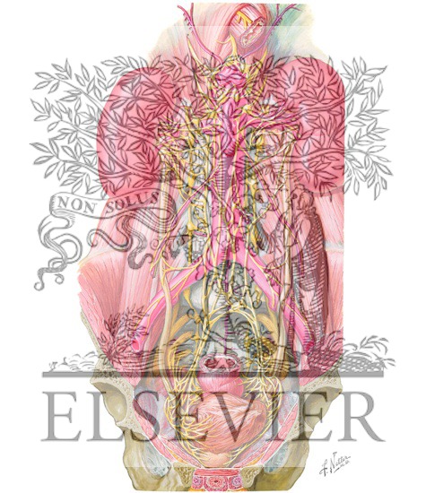 Watermarked preview of unlabeled image: Nerves of the Kidneys, Ureters, and Urinary Bladder