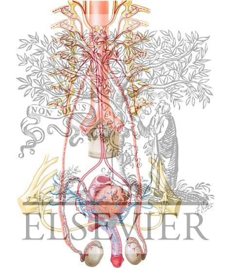 Watermarked preview of unlabeled image: Innervation of the Male Reproductive Organs
