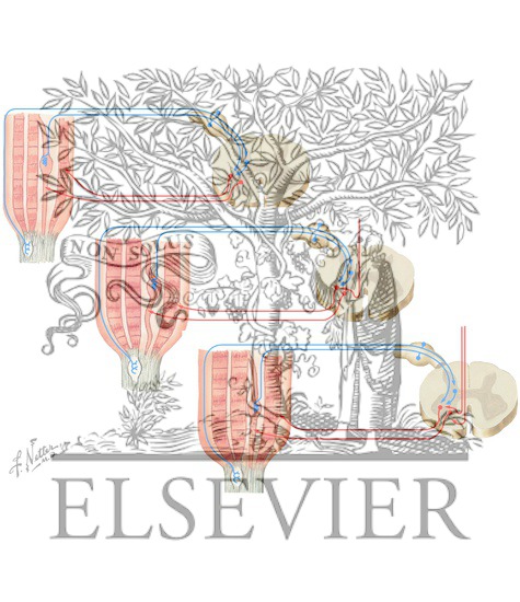 Watermarked preview of unlabeled image: The Muscle Stretch Reflex and Its Central Control Via Gamma Motor Neurons