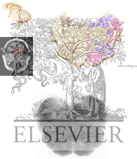 Brain Stem Cross-Sectional Anatomy: Section 5
