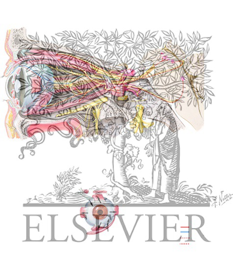 Extraocular Nerves (III, IV, and VI) and the Ciliary Ganglion: View in Relation to the Eye