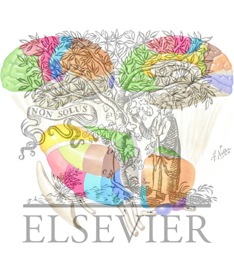 Watermarked preview of unlabeled image: Thalamic Anatomy and Interconnections with the Cerebral Cortex