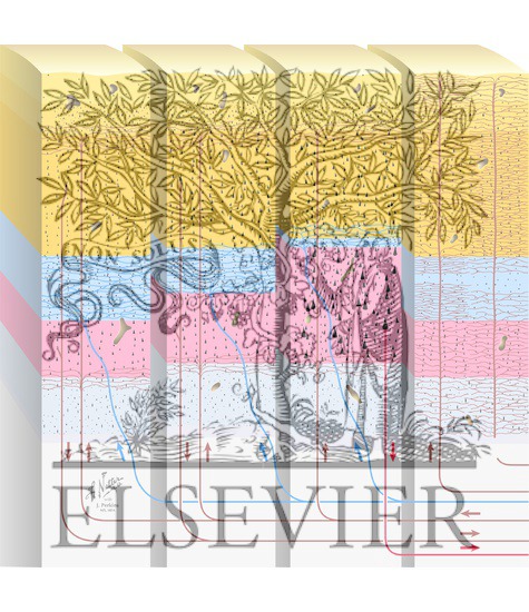 Layers of the Cerebral Cortex