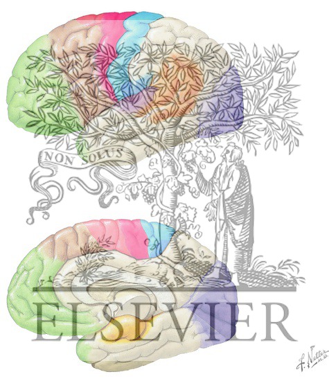 Cortical Association Pathways