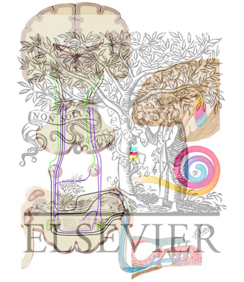 Watermarked preview of unlabeled image: Afferent Auditory Pathways