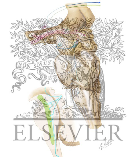 Watermarked preview of unlabeled image: Visual Pathways: Retinal Projections to the Thalamus, Hypothalamus, and Brain Stem