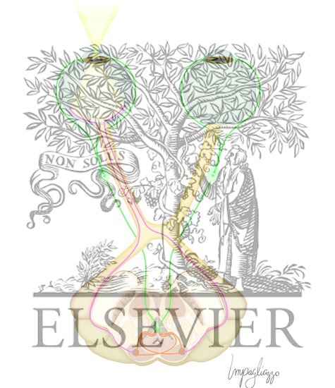 Watermarked preview of unlabeled image: Pupillary Light Reflex