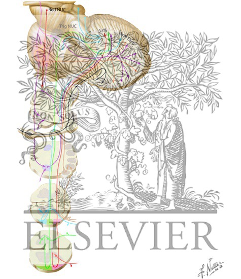 Watermarked preview of unlabeled image: Afferent Pathways to the Cerebellum