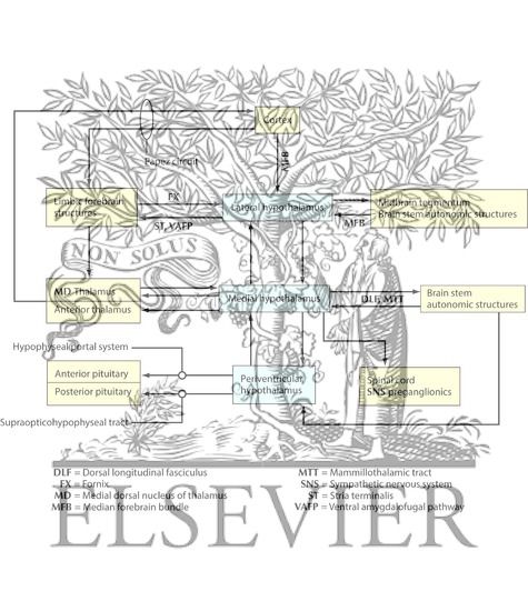 Watermarked preview of unlabeled image: Summary of General Hypothalamic Connections