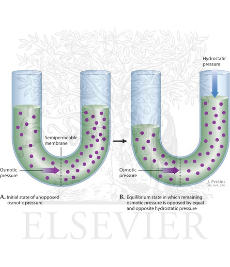 Osmosis and Osmotic Pressure