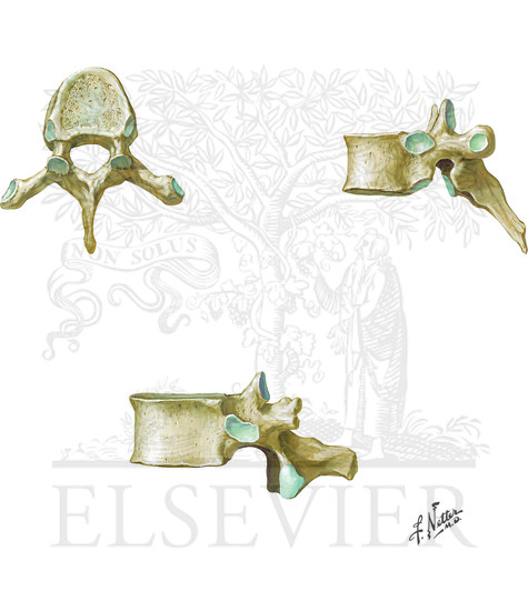 Watermarked preview of unlabeled image: Thoracic vertebrae