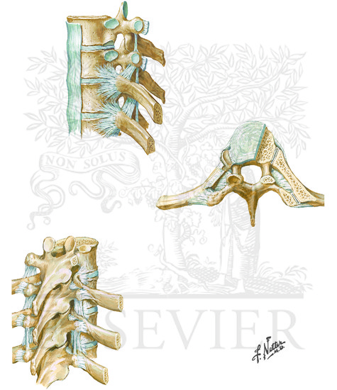 Watermarked preview of unlabeled image: Costovertebral Joints