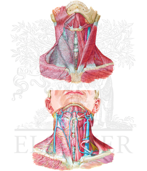 Watermarked preview of unlabeled image: Muscles, veins, and nerves of neck