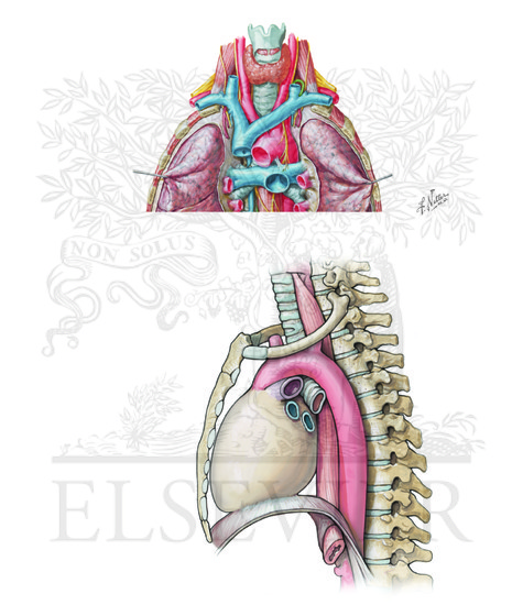 Watermarked preview of unlabeled image: Mediastinum