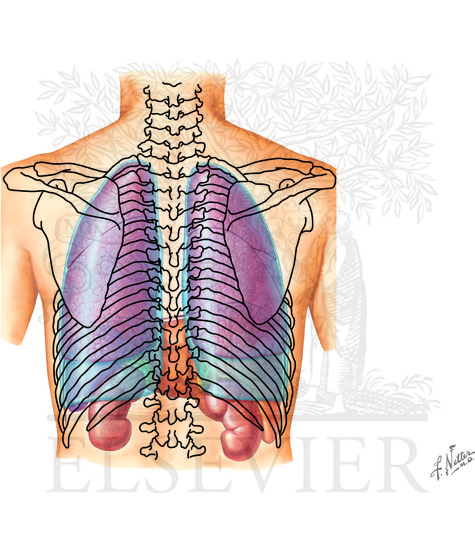 Topography of lungs: posterior view