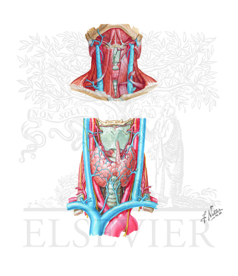 Thyroid gland and suprahyoid and infrahyoid muscles