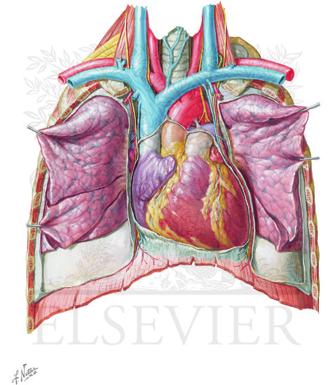 Heart: anterior exposure
