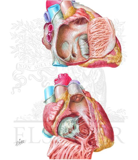Right atrium and ventricle