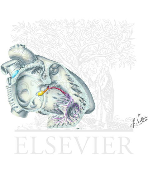 Watermarked preview of unlabeled image: Conducting system of the heart