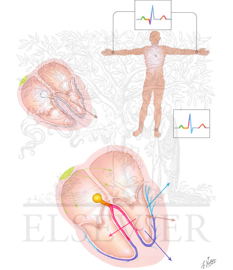 Watermarked preview of unlabeled image: Cardiac depolarization and repolarization