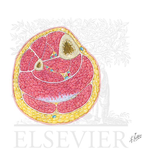 Watermarked preview of unlabeled image: Leg: cross section