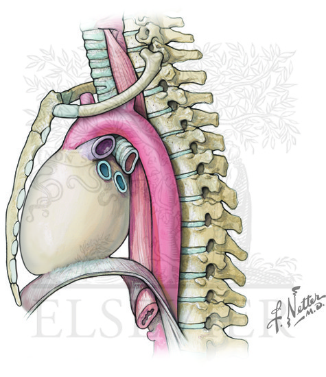 Pericardium and heart in middle mediastinum just posterior to the sternum. Note the relationship between the sternum, diaphragm, and heart.