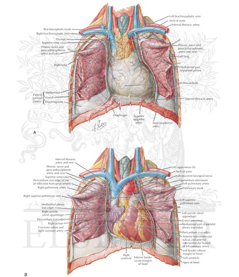 pericardial sac